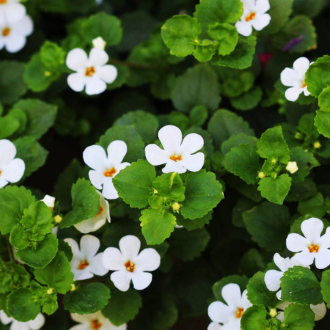Bacopa Monnieri extract