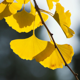 Ginkgo Biloba extract