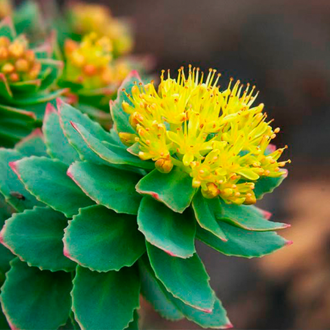 Rhodiola Rosea root
